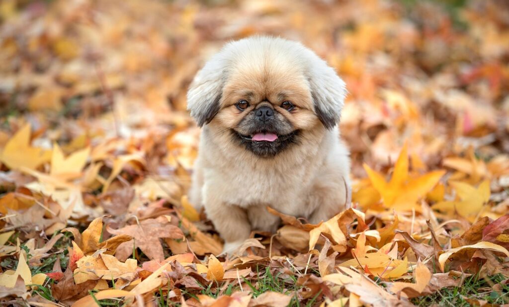 スチーマーと美顔器の効果的な使い方の順番は？