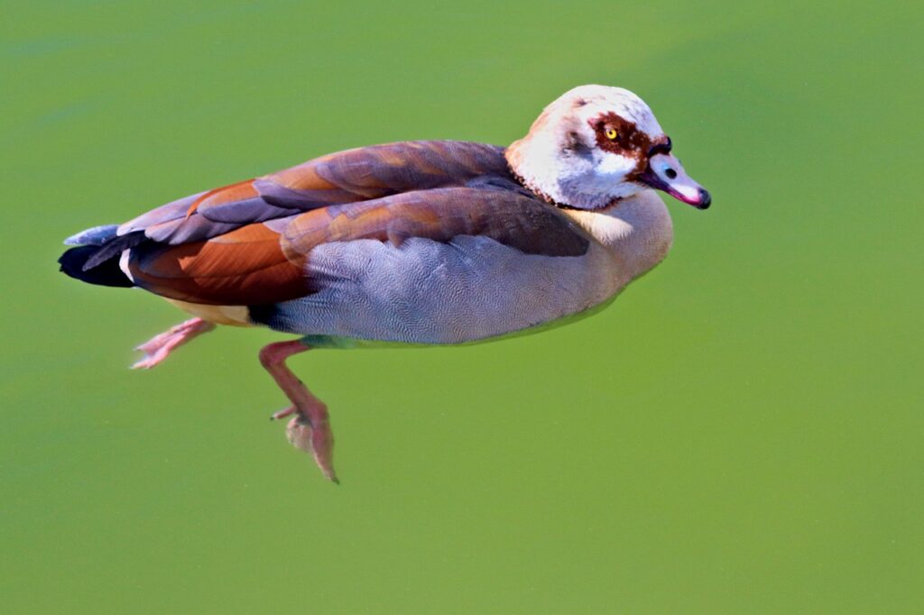 スチーマーの使い方は順番が重要な理由とは？