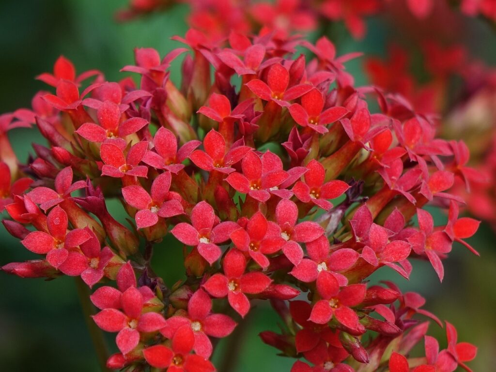 美顔器を使う順番はどうすれば効果的？