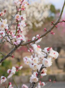 FPと中小企業診断士の相性は良いのか？