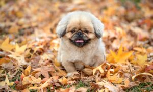 国家資格で人気なのはどれ？